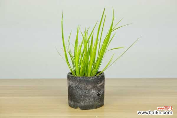 菖蒲盆景怎么做