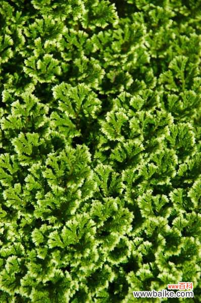 如何制作卷柏盆景