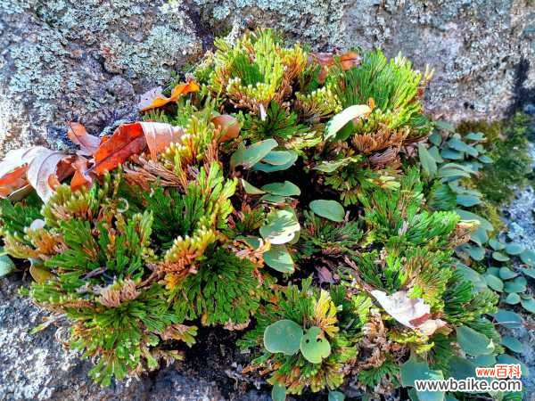 如何制作卷柏盆景