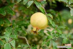 石榴籽怎么制作小盆景