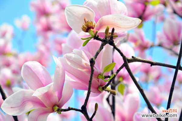 广玉兰盆景制作方法