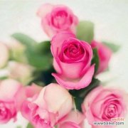 传递爱意与温柔 粉色玫瑰花语-柔美恋情的象征