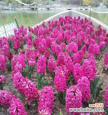 探寻风信子花语的含义与象征 粉色风信子花语的浪漫与温馨