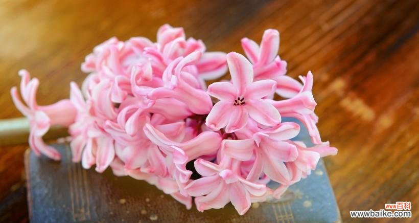 探寻风信子花语的含义与象征 粉色风信子花语的浪漫与温馨