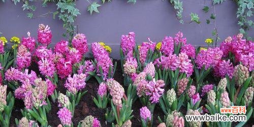 探寻风信子花语的含义与象征 粉色风信子花语的浪漫与温馨