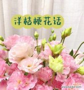 揭秘粉色桔梗花的含义与象征 粉色桔梗花的花语