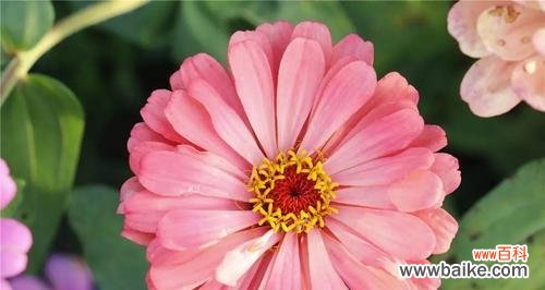 粉色菊花的美丽寓意与传递的深情 粉色菊花的花语