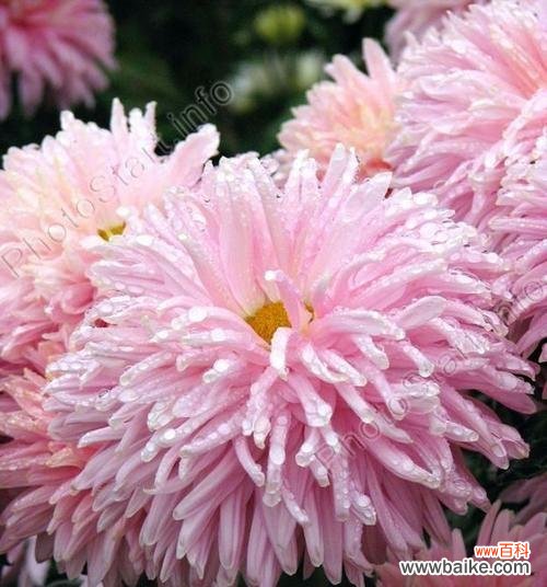 粉色菊花的美丽寓意与传递的深情 粉色菊花的花语