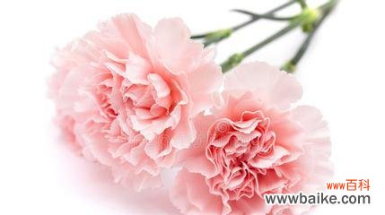 康乃馨花 粉色康乃馨的象征意义与传承