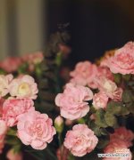 康乃馨花 粉色康乃馨的象征意义与传承