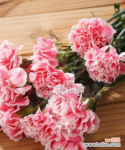 康乃馨的代表寓意及其鲜花语言 粉色康乃馨