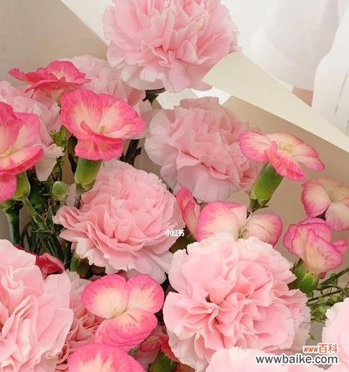 康乃馨的代表寓意及其鲜花语言 粉色康乃馨