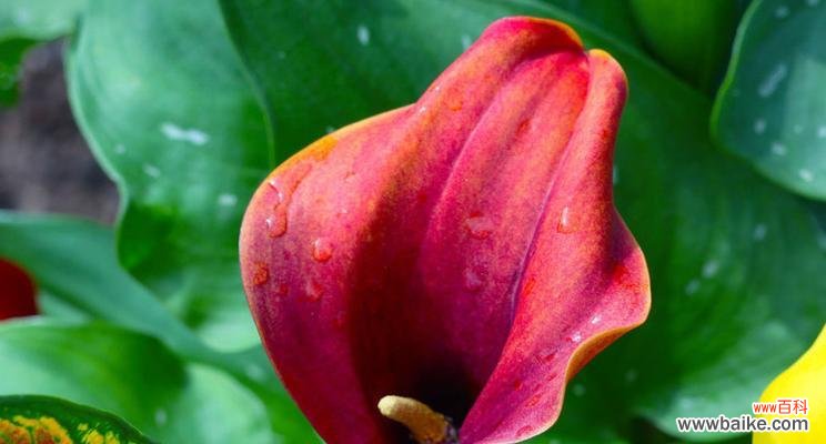 粉色马蹄莲花的花语及寓意解析 粉色马蹄莲花语