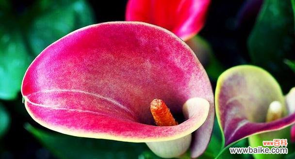 粉色马蹄莲花的花语及寓意解析 粉色马蹄莲花语