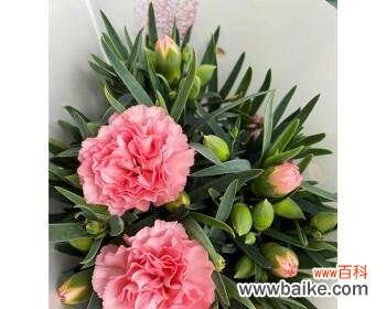 康乃馨花语传递爱与温暖 粉色康乃馨花语与寓意