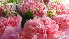 康乃馨花语传递爱与温暖 粉色康乃馨花语与寓意
