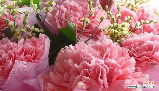 康乃馨花语传递爱与温暖 粉色康乃馨花语与寓意