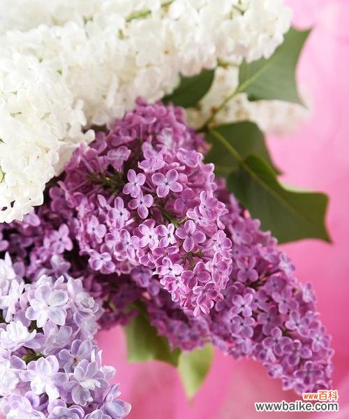 绽放如梦般的粉色世界 粉色满天星的花语——爱与美的象征