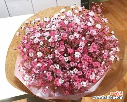 绽放如梦般的粉色世界 粉色满天星的花语——爱与美的象征