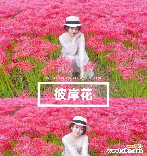 用花的语言述说爱情 粉色曼陀罗的花语——柔美与恋爱之情