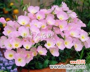 用花的语言述说爱情 粉色曼陀罗的花语——柔美与恋爱之情