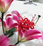 探索曼珠沙华的芬芳花语 粉色曼珠沙华的花语与美丽秘密