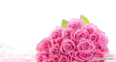 探寻玫瑰花语中的情感与祝福 11朵粉色玫瑰的深意