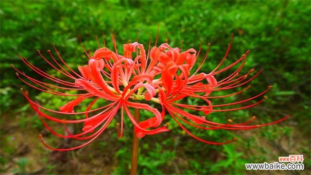 花叶永不相见是什么花？