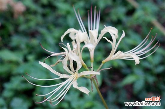 花叶永不相见是什么花？