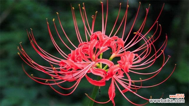 曼珠沙华怎么养？曼珠沙华是一种血红色的彼岸花