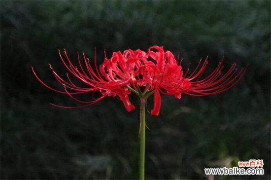 曼珠沙华怎么养？曼珠沙华是一种血红色的彼岸花