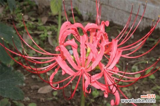 曼珠沙华怎么养？曼珠沙华是一种血红色的彼岸花