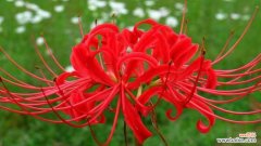 彼岸花为什么叫死人花？