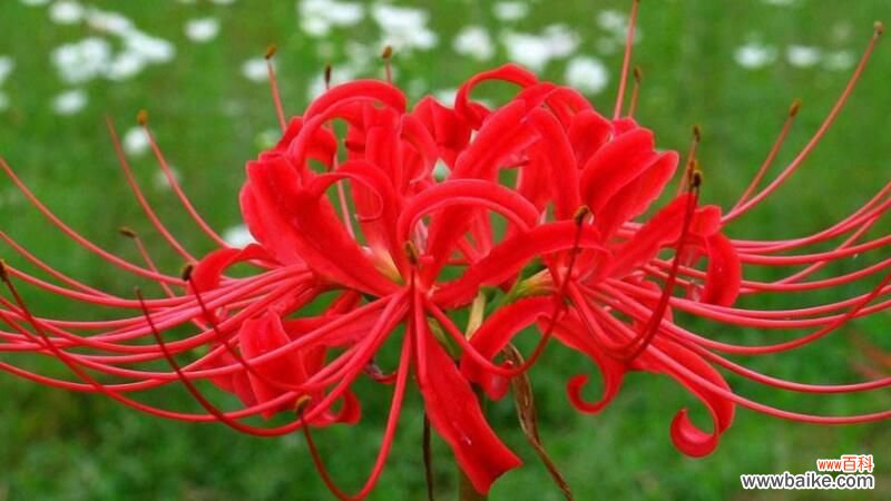 彼岸花为什么叫死人花？