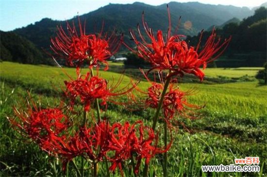 彼岸花怎样种植?彼岸花的种植方法和步骤