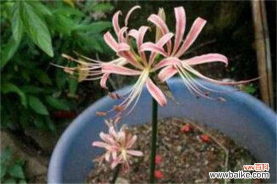 彼岸花怎样种植?彼岸花的种植方法和步骤