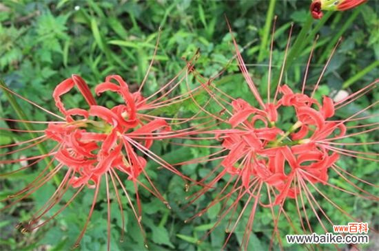彼岸花碰到血会怎样?彼岸花的不详寓意