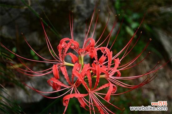 彼岸花碰到血会怎样?彼岸花的不详寓意