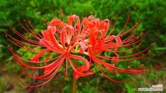 彼岸花碰到血会怎样？彼岸花的不详寓意
