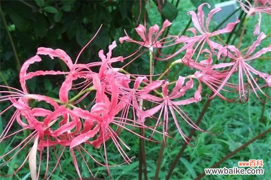 彼岸花为什么不能养?