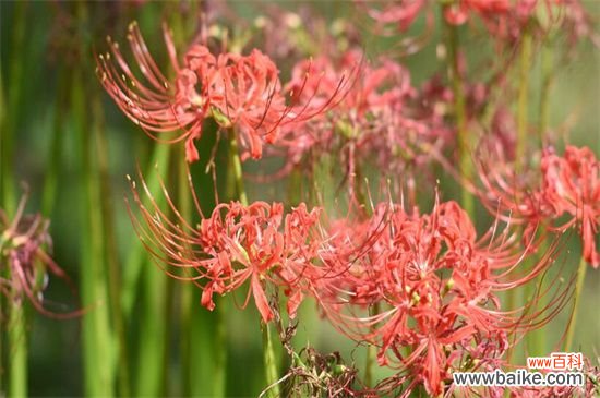 彼岸花为什么不能养?