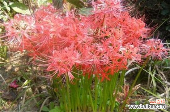 彼岸花的寓意是什么？红色彼岸花的花语和寓意