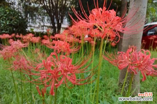 为什么女生不纹彼岸花，寓意不详/死亡/分离