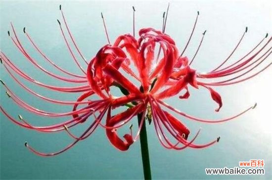 彼岸花代表什么星座？神秘天蝎座与纯真白羊座