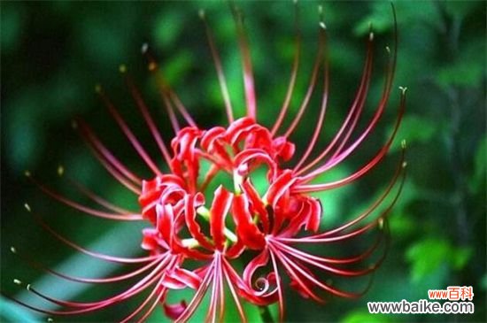 彼岸花代表什么星座？神秘天蝎座与纯真白羊座