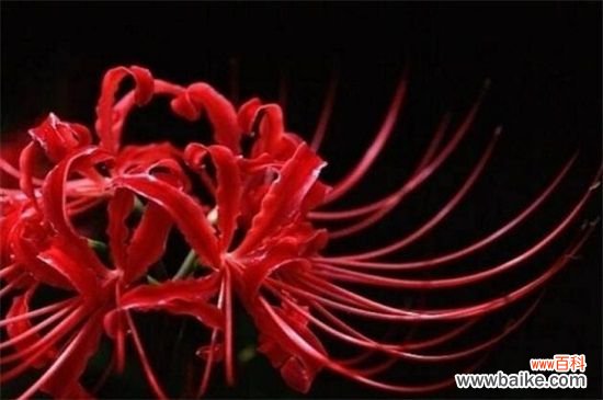 彼岸花代表什么星座？神秘天蝎座与纯真白羊座