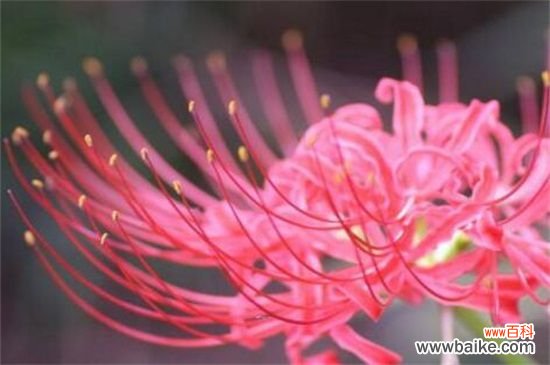 彼岸花代表什么星座？神秘天蝎座与纯真白羊座