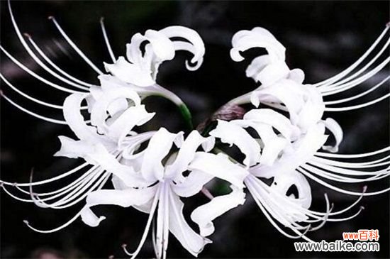 彼岸花代表什么星座？神秘天蝎座与纯真白羊座
