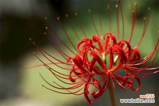 彼岸花代表什么星座？神秘天蝎座与纯真白羊座