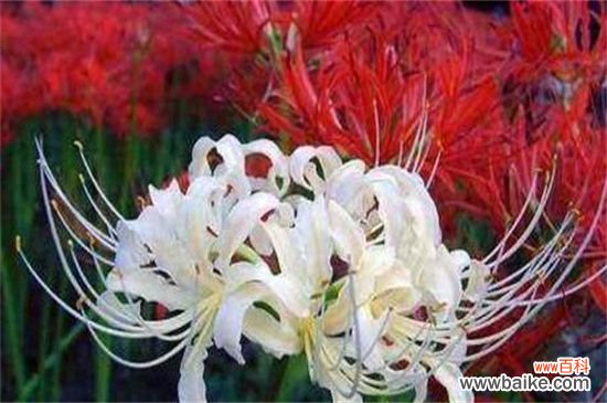 彼岸花代表什么星座？神秘天蝎座与纯真白羊座